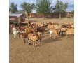 kamerunske-ovecky-small-2