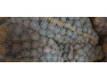 predam-krmne-zemiaky-small-2