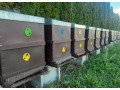 predam-produkcne-vcelstvo-small-0