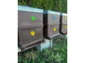 predam-produkcne-vcelstvo-small-1