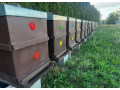 predam-produkcne-vcelstvo-small-2