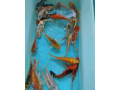 koi-kapre-small-2
