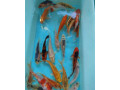 koi-kapre-small-1