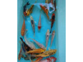 koi-kapre-small-0