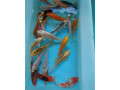 koi-kapre-small-3