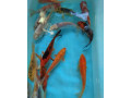 koi-kapre-small-4