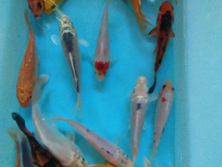 koi-kapre