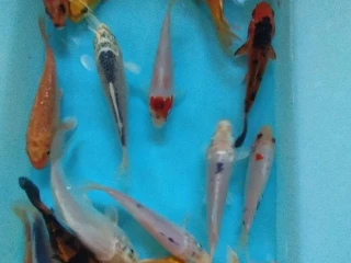 koi-kapre