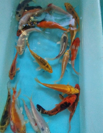 koi-kapre-big-2