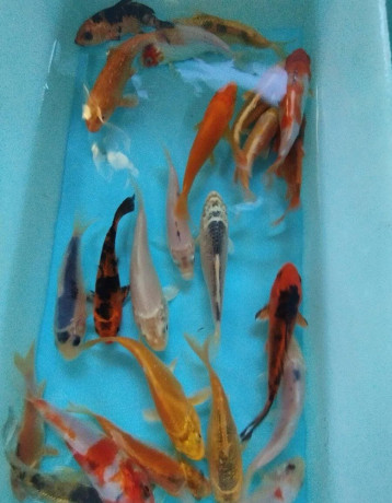 koi-kapre-big-1