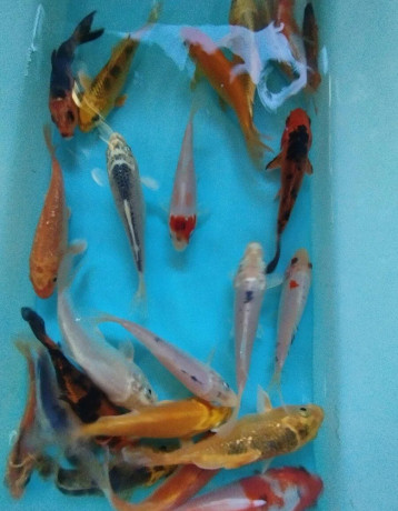 koi-kapre-big-0