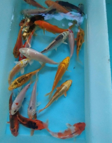 koi-kapre-big-3