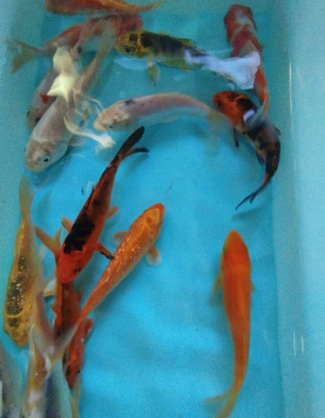 koi-kapre-big-4