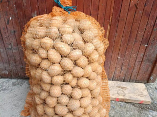 zemiaky-na-sadbu