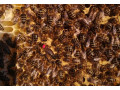ponukam-vcelie-matky-kralovna-do-vcelstva-small-1