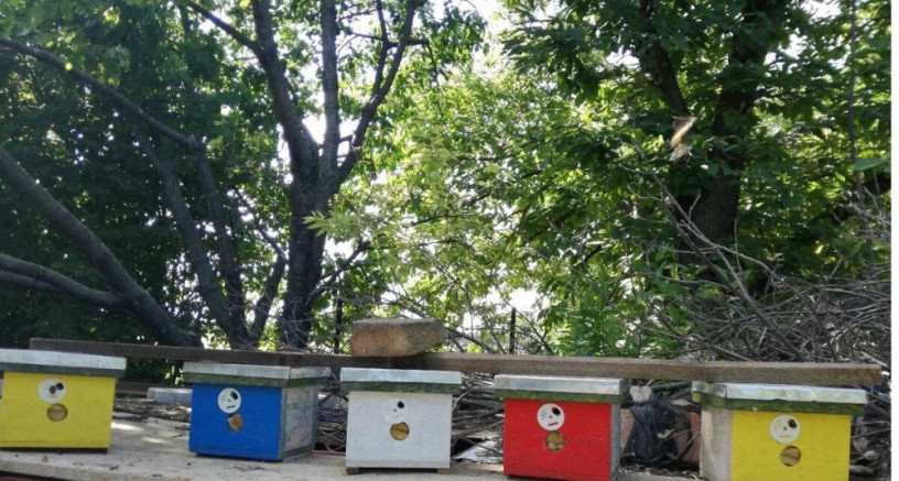 ponukam-vcelie-matky-kralovna-do-vcelstva-big-4