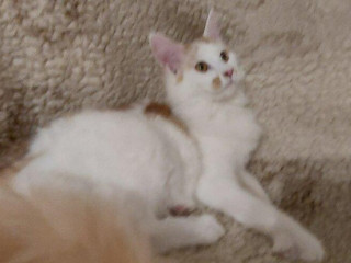 mainska-myvalia-mainne-coonmco