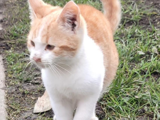 darujem-rozkosne-rysave-maciatko