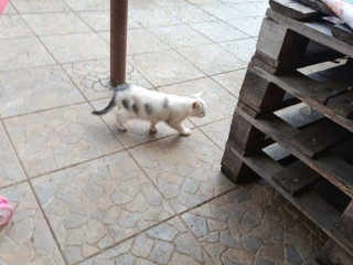 dobri-den-darujem-macatka