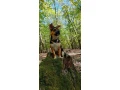 civava-tricolor-fenka-small-0