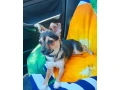 civava-tricolor-fenka-small-2