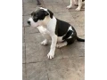 americanbully-xl-s-rodokmenom-small-1