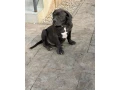 americanbully-xl-s-rodokmenom-small-3
