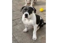 americanbully-xl-s-rodokmenom-small-0