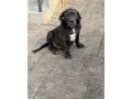 americanbully-xl-s-rodokmenom-small-4
