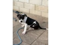 americanbully-xl-s-rodokmenom-small-2