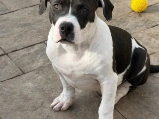 americanbully-xl-s-rodokmenom