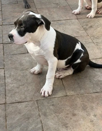 americanbully-xl-s-rodokmenom-big-1