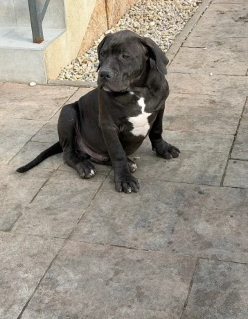 americanbully-xl-s-rodokmenom-big-3