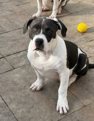 americanbully-xl-s-rodokmenom-big-0