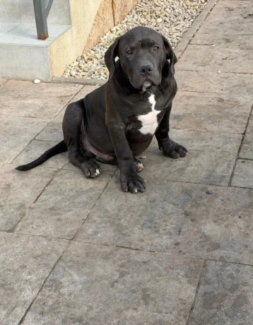 americanbully-xl-s-rodokmenom-big-4