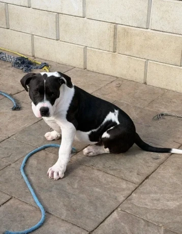 americanbully-xl-s-rodokmenom-big-2