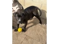 americanbully-xl-s-pp-small-2