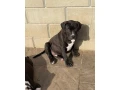 americanbully-xl-s-pp-small-3