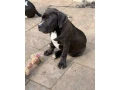 americanbully-xl-s-pp-small-1
