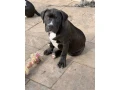 americanbully-xl-s-pp-small-0