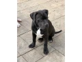americanbully-xl-s-pp-small-4