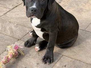 americanbully-xl-s-pp