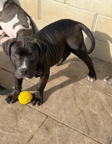 americanbully-xl-s-pp-big-2