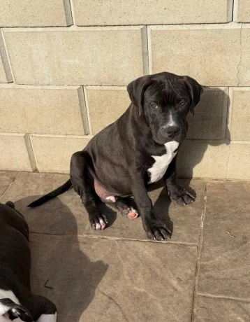 americanbully-xl-s-pp-big-3