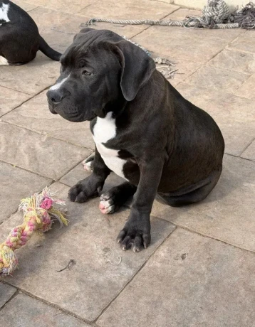 americanbully-xl-s-pp-big-1
