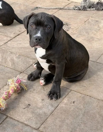 americanbully-xl-s-pp-big-0