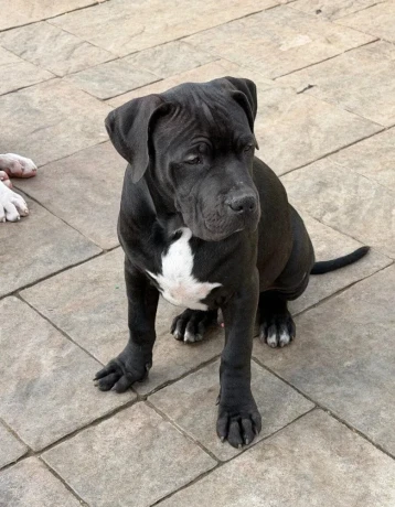 americanbully-xl-s-pp-big-4