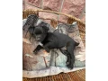 steniatka-small-3
