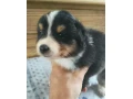 australsky-ovciak-steniatka-small-4