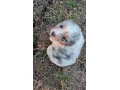 australsky-ovciak-steniatka-small-1